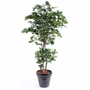 70 - chene-new 180 cm - 14135 - 71