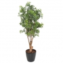 75 - aralia-ming-nitida-tn-uv 165 cm - 10915 - UV71