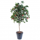 76 - pommier-180 cm - 10685 - 71