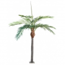 8 - palmier 350 cm - 16218 - 71