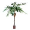 9 - palmier-majesty 250 cm - 686 - 71