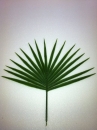 feuille-palmier