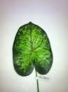 feuille-plate-2