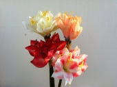 fl-amaryllis