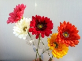 fl-gerbera
