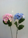 fl-hortensia