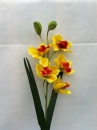 fl-orchidee-ja