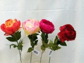 fl-pivoine