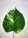 grande-feuille-plate