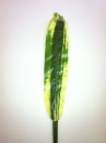 longue-feuille