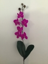 mini-orchidee-d1-phalaenopsis-beauty
