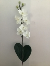 mini-orchidee-d1-phalaenopsis-blanc