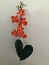 mini-orchidee-d1-phalaenopsis-orange