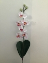 mini-orchidee-d1-phalaenopsis-rose