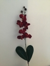 mini-orchidee-d1-phalaenopsis-rouge