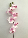 orchidee-cream-mauve-a1-phalaenopsis