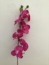 orchidee-fuschia-a1-fleurons-bourgeons