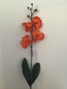 orchidee-phalaenopsis-orange-e1-feuille