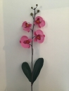 orchidee-phalaenopsis-rose-e1-feuille