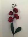 orchidee-phalaenopsis-rouge-e1-feuille