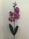 orchidee-phalaenopsis-violet-e1-feuille