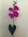 orchisdee-phalaenopsis-beauty-e1-feuille