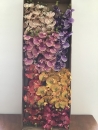 phalaenopsis-assortie-b1-boite-orchidee