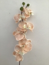 phalaenopsis-beige-b1-fleur-tige
