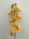 phalaenopsis-jaune-orange-b1-orchidee
