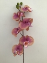 phalaenopsis-parme-b1-fleur-montage