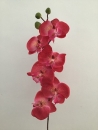 phalaenopsis-rose-b1-fleuron-bourgeon
