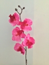 tige-orchidee-c1-beauty-artificielle